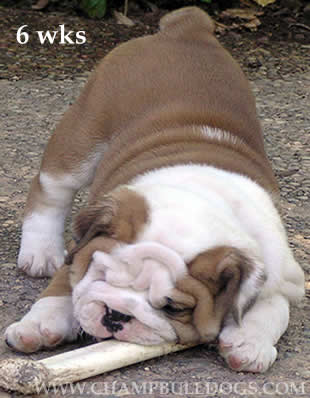 English bulldog puppies picture